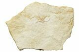 Jurassic Brittle Star Fossil - Solnhofen #244321-1